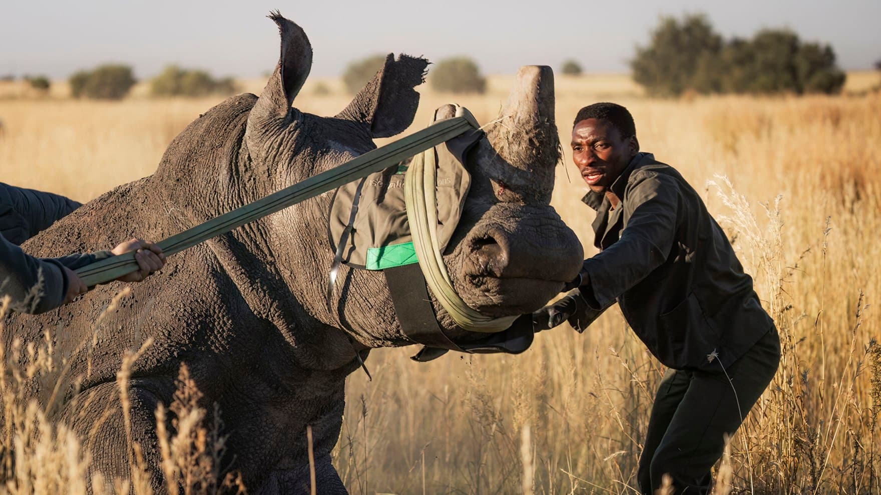African Parks wildlife image 1