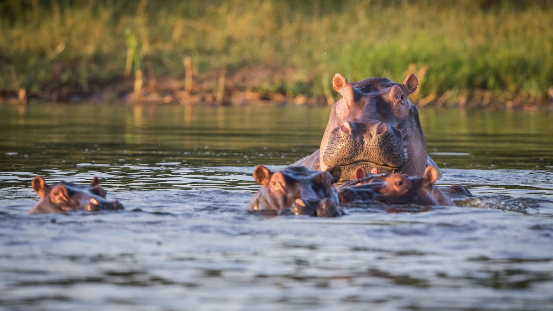 African Parks wildlife image 4