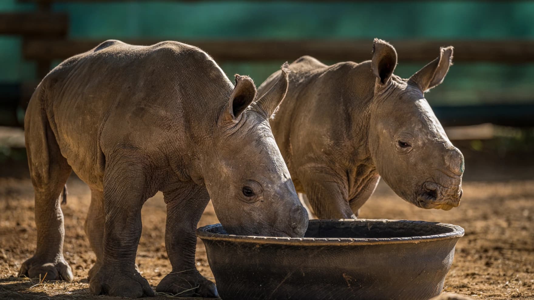 African Parks wildlife image 2