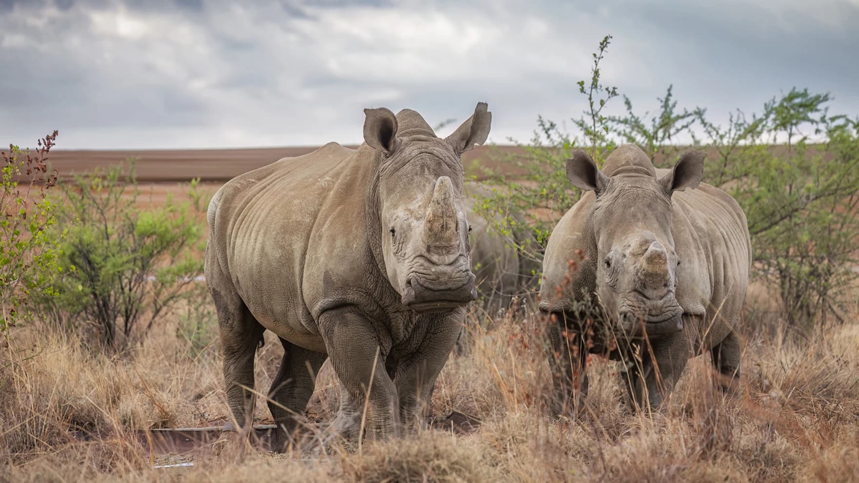 African Parks wildlife image 3